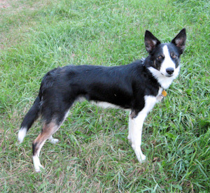Side Profile pose of Dude in our yard